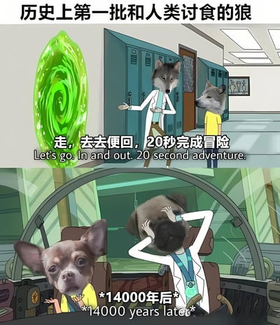 这是一张上下两格的漫画梗图，以幽默方式演绎狼进化为狗的过程。上格中两只狼头人身的角色站在储物柜前，其中穿白大褂的狼自信地说："走，去去便回，20秒完成冒险"，旁边有绿色的时光隧道。下格显示14000年后，原本的狼已经进化成小型犬，穿白大褂的狗在类似飞船的驾驶舱内抱头崩溃，旁边是一只呆萌的吉娃娃。