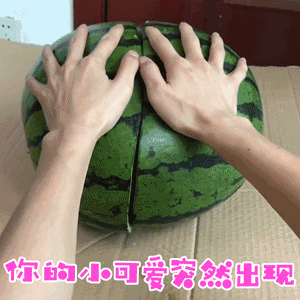 狗狗藏西瓜里突然出现