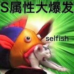 这是一张经过P图改编的合成表情包，画面主体是将猫咪的头部和身体与一个色彩鲜艳的橙蓝红配色鱼头套合成的形象，猫咪嘴巴大张、身体前伸，姿态夸张，呈现出情绪爆发的状态。图片顶部配有醒目的白色粗体文字‘S属性大爆发’，右上方标注着英文单词‘selfish’，背景是绿色的放射状图案，进一步强化了‘爆发’的视觉冲击力。这张图运用了谐音梗，将原本出自ACG文化、指代支配型人格的‘S属性’，替换为英文‘selfish（自私）’的首字母S，以此调侃‘自私属性爆发’的状态，整体风格搞笑戏谑，适合在聊天场景中用来表达对自己或他人自私行为的调侃。