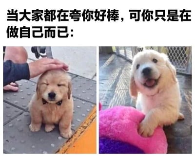 图片上方有文字“当大家都在夸你好棒，可你只是在做自己而已：”，下方是两张并排的金毛幼犬照片。左侧照片中，一只戴着黑色领结的小金毛坐在地面上，闭着眼睛，头部被一只手轻轻抚摸，表情显得十分满足；右侧照片中，另一只金毛幼犬趴在粉色毛绒玩具旁，嘴巴张开，露出开心的笑容。整体通过可爱的狗狗形象和文字结合，幽默地表达了“只是做自己却被夸奖”的轻松场景。