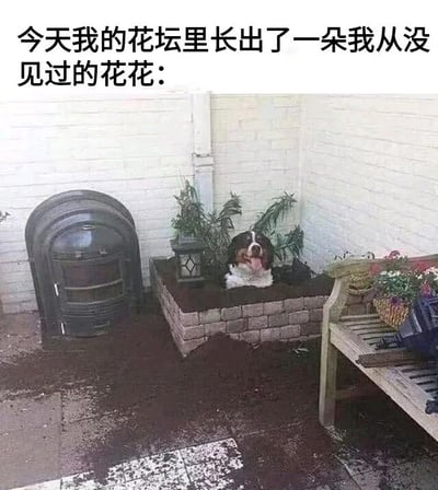 图片上方配有文字“今天我的花坛里长出了一朵我从没见过的花花:”，下方是一张实拍场景图。画面中，一只棕白相间的狗狗正坐在用砖块围起来的花坛里，周围散落着泥土，狗狗吐着舌头，表情看起来十分开心。花坛旁边有一个黑色的旧式炉子、几盆绿植，右侧还有一张木质长椅，上面放着一个花盆和一些工具。整个场景营造出一种幽默的反差感，将狗狗比作“从没见过的花花”，用拟人化的手法制造笑点。