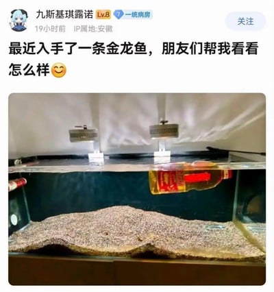 图片展示一名网友配文称‘最近入手了一条金龙鱼’，并请朋友们帮忙看看。实际鱼缸里放着的不是活鱼，而是一大瓶‘金龙鱼’品牌的食用油瓶，利用‘金龙鱼’的品牌名称与观赏鱼‘金龙鱼’的同音梗进行幽默恶搞，营造出令人忍俊不禁的反差效果。