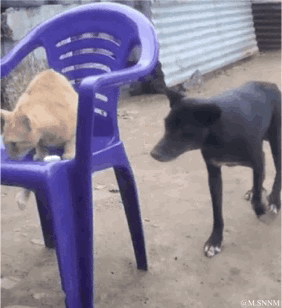 这是一段趣味动态GIF，画面中一只橘猫趴在紫色塑料椅上低头，一旁的黑狗恰好走到橘猫身体旁，由于视觉错位效果，看起来仿佛橘猫的脑袋被黑狗咬在口中，营造出荒诞搞笑的错觉。实际上猫咪只是低头，二者的位置巧合制造了这个有趣的视觉误差。