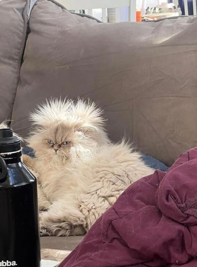 一只毛发因静电而全部竖起的浅色猫咪，正趴在灰色沙发上，眼神凶狠，表情看起来非常生气和不耐烦。猫咪的毛发蓬松凌乱，尤其是头部的毛发像炸开一样直立着，形成了有趣的造型。沙发旁边放着一个黑色的水瓶，背景中可以看到房间的部分陈设。