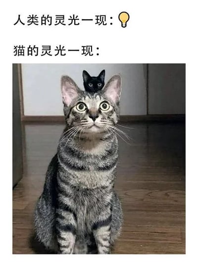 图片上方有两行对比文字，分别为“人类的灵光一现：💡”和“猫的灵光一现：”。下方是一张照片，一只虎斑猫正抬头静坐，双眼圆睁，表情惊讶，其头顶上蹲坐着一只体型小巧的黑色小猫，小黑猫直视前方，仿佛虎斑猫的“灵感灯泡”。通过将人类用灯泡象征灵感的传统意象，与猫头顶的小猫进行幽默类比，营造出可爱又搞笑的对比效果。