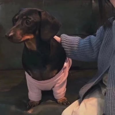 一只穿着粉色毛衣的黑色腊肠犬正被人用手温柔抚摸，狗狗表情略显严肃，眼神中带着一丝困惑或警惕。它站在深色的沙发上，背景简单，突出了狗狗可爱的造型和人与宠物之间的温馨互动。