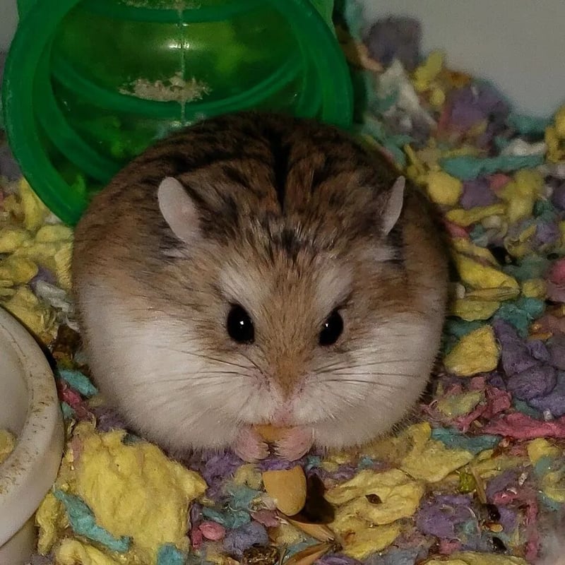 仓鼠