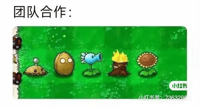 仙人掌