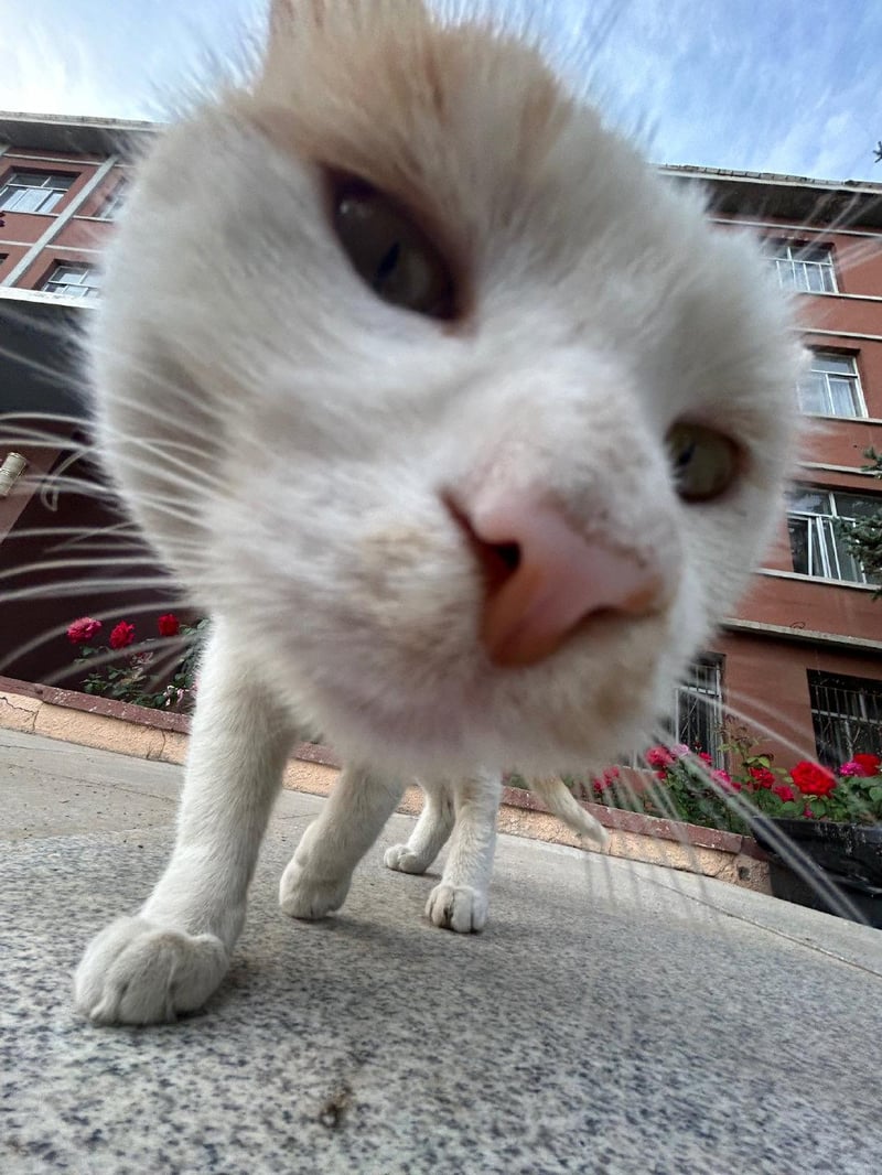 白橘猫