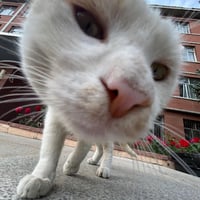 白橘猫