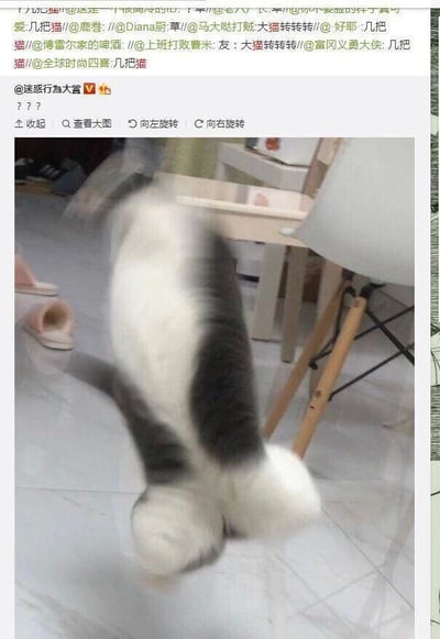 这是一张来自微博平台的社交媒体截图，截图主体是一只黑白花色的猫咪，它因快速旋转导致身体大部分区域呈现模糊状态，仅清晰露出两只后爪和部分躯干，这种视觉效果让猫咪看起来仿佛只有下半身，显得十分滑稽奇特。截图上方是微博博主“迷惑行为大赏”发布的内容，仅用三个问号表达对这一画面的迷惑感；下方评论区中，多名网友互相@，用“几把猫”“大猫转转转”等玩梗式的内容调侃猫咪的奇特视觉效果，整体氛围轻松搞笑，充满网络趣味。