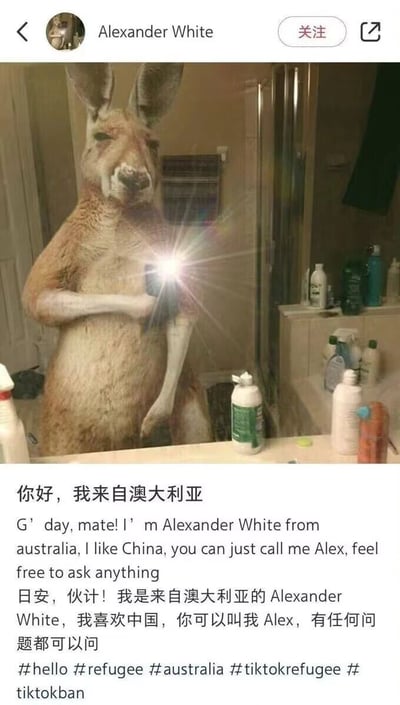 这是一张海外社交平台的用户主页截图，账号头像是袋鼠，主页展示图为经过P图改编的拟人化袋鼠形象：袋鼠拥有人类的手臂，站在浴室镜子前举着手机自拍，手机闪光灯亮起，周围是浴室洗漱台的各类洗护用品。下方配有中文、英文、中英对照三种形式的自我介绍，内容为账号用户自称是来自澳大利亚的Alexander White，喜欢中国，大家可以称呼他为Alex，欢迎他人向他提问。同时附带了#hello #refugee #australia #tiktokrefugee #tiktokban这些话题标签，结合标签内容推测，这是在TikTok平台被限制的背景下，原TikTok用户以趣味化的拟人袋鼠形象在其他社交平台开设账号，进行自我介绍以吸引关注，尤其是拉近与中国用户的距离。