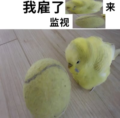 图片主体是一只黄色虎皮鹦鹉站在浅色木地板上，正低头专注地观察前方一个黄色的网球。图片上方有三行黑色醒目的中文文字，分别是左上角的“我雇了”、中间的“监视”和右上角的“来”。整体画面通过将小鸟拟人化，营造出一种“雇小鸟来监视网球”的幽默场景，小鸟认真的神情与“监视”这一严肃行为形成反差萌，充满轻松搞笑的氛围。