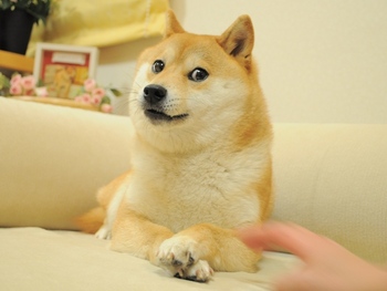 这张图展示了一只柴犬Doge带着怀疑与震惊神情趴在沙发上的场景。狗狗眼神微微侧目，表情中透露出无奈与疑惑，前爪交叠，配合沙发和温馨背景，让整个场景显得既可爱又好笑。该表情广泛用于网络，以表达怀疑、震惊、无法理解等情绪。