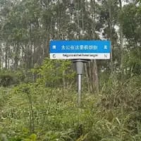 这是一张在野外树林中拍摄的竖版照片，画面中心是一块蓝底白字的指示牌，上面标注着中文“大山冲水库副坝”和对应的英文“Dashanchong Reservoir Secondary Dam”，指示牌被周围茂密的杂草和树木环绕，展现出自然野外的环境风貌，清晰标识出前往大山冲水库副坝的方向。