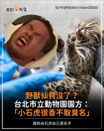 这是一张趣味拼贴梗图，右侧是台北市立动物园的小石虎被人托在手中，它张着嘴、举起爪子，表情激动崩溃；左上角拼贴了网络上知名的崩溃大哭婴儿表情包，二者的神态完美同步。
下方配文说明：「野獸仙貝沒了？台北市立動物園園方：「小石虎很香不取臭名」，最終由石虎自己選名字」。
梗点解析：「野兽仙贝」是「野兽先辈」的谐音梗，动物园拒绝给小石虎使用这个玩梗的名字，用崩溃的小石虎和婴儿表情包来戏谑式地表现「玩梗名字没了」的「崩溃感」，玩了网络梗的反差趣味。