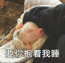 小香猪撒娇求抱抱睡觉觉