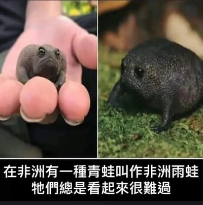 图片分为左右两部分，左侧是一只灰色的非洲雨蛙被人的手掌捧着，它睁着大眼睛，嘴角下撇，表情看起来十分悲伤；右侧是一只黑色的非洲雨蛙趴在绿色的苔藓上，同样带着忧郁的神情。图片下方配有文字说明：“在非洲有一种青蛙叫作非洲雨蛙 牠們總是看起來很難過”，介绍了这种青蛙天生自带悲伤表情的特点。