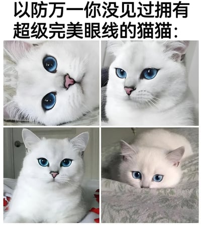 图片为2x2四宫格布局，展示了同一只拥有雪白毛发和深邃蓝色眼睛的猫咪。猫咪的眼部轮廓清晰，黑色眼线状毛发自然形成，显得眼神格外灵动。四张照片分别捕捉了猫咪不同角度的静态瞬间：左上角侧躺仰望，右上角正面凝视，左下角端坐正视，右下角趴卧露头。顶部配有文字“以防万一你没见过拥有超级完美眼线的猫猫：”，突出猫咪的独特眼部特征。
