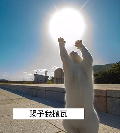 这是一张经过文字加注的实拍静态图，画面中一只白色猫咪直立起身，两只前爪高高举起，仰头对着头顶的耀眼太阳，仿佛在进行仪式般祈求力量。图片下方配有文字“赐予我抛瓦”，其中“抛瓦”是英文“power（力量）”的谐音，属于网络流行的谐音梗，用幽默的方式表达想要获得力量的诉求。背景是户外开阔场地，可见建筑物、远山与晴朗蓝天，强烈的阳光让画面充满仪式感，同时猫咪的姿态与谐音梗文字结合，营造出诙谐有趣的氛围，常被用作表情包在社交场景中表达渴望获得力量的心情。