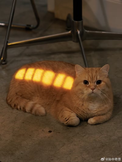 一只橘色猫咪慵懒地趴在水泥地板上，阳光透过窗户在它背上形成了条状光影，猫咪眼神无辜地望向镜头，背景中可见金属椅腿。