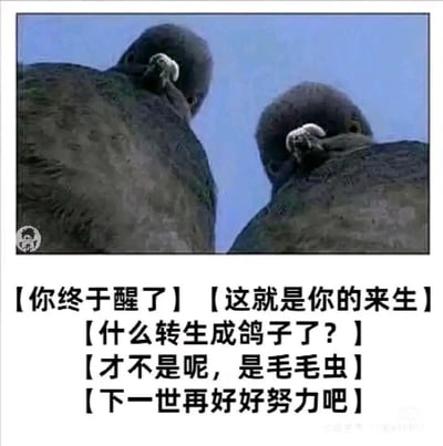 这是一张利用视觉错位效果创作的搞笑自嘲梗图，画面上方是两只背对镜头的鸽子，它们尾部的羽毛从特定角度观察时，会形似趴在鸽子身上的毛毛虫。图片下方搭配了一段趣味转生主题的对话：【你终于醒了】【这就是你的来生】【什么转生成鸽子了？】【才不是呢，是毛毛虫】【下一世再好好努力吧】，通过视觉错觉结合转生的趣味设定，制造出反差笑点，用调侃的语气传达出佛系自嘲的情绪，常被用来调侃摆烂、不如意的人生境遇，适合在社交场景中用来自嘲或打趣他人。