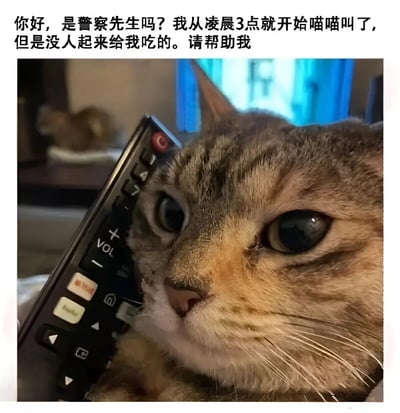 图片上方配有幽默文字：“你好，是警察先生吗？我从凌晨3点就开始喵喵叫了，但是没人起来给我吃的。请帮助我”。下方是一只虎斑猫的特写，它睁着圆溜溜的大眼睛，正将黑色遥控器凑近脸部，仿佛在用遥控器“打电话”求助。整体通过拟人化手法，把猫咪饿肚子的日常场景变得诙谐有趣，展现了宠物的可爱与主人的“无奈”。