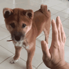 柴犬与人类手掌击掌互动的可爱动图