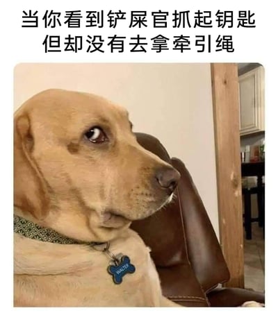 这是一张宠物搞笑表情包，图片上方配有文字“当你看到铲屎官抓起钥匙但却没有去拿牵引绳”，图中是一只名叫WALTER的浅棕色狗狗，它戴着带有花纹的项圈和刻有名字的骨头形吊牌，侧头看向一旁，眼神幽怨、表情委屈，完美拟人化地诠释了狗狗以为主人要带自己出门，结果发现主人没拿牵引绳，意识到自己被落下时的失落、不满情绪，用生动的宠物表情引发共鸣，十分搞笑治愈。