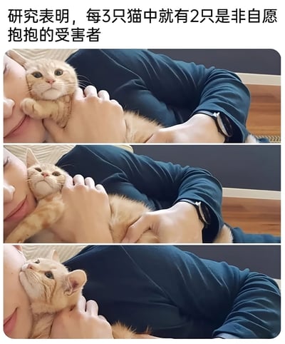 这是一张三格竖版拼接图，展示了一只橘猫被人拥抱的场景。图片上方配有文字“研究表明，每3只猫中就有2只是非自愿抱抱的受害者”。三格图中，橘猫的表情从最初的平静逐渐变为略带无奈和抗拒，生动地表现了猫咪对被拥抱的不情愿态度，用幽默的方式调侃了猫咪不爱被强行拥抱的特性。