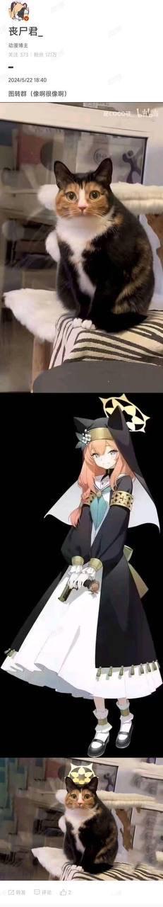 三色猫