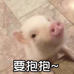 小白猪求抱抱动态图