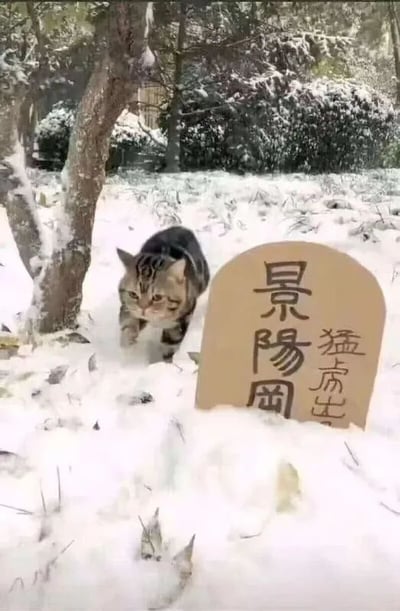 冬日雪景中，一只虎斑猫正小心翼翼地在积雪覆盖的地面上行走，身旁立着一块木质弧形牌子，上面用毛笔字写着“景阳冈”和“猛虎生”。背景是被白雪覆盖的树木与灌木丛，营造出萧瑟又可爱的氛围。图片通过将娇小的猫咪与《水浒传》中武松打虎的“景阳冈猛虎”典故结合，形成强烈反差萌，幽默效果拉满。