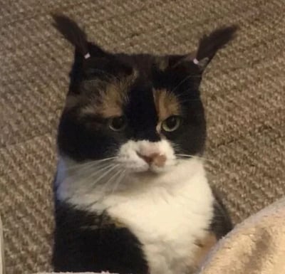 一只三花猫咪的特写照片，毛色由黑色、白色和橘色交织而成，面部表情严肃，眼神专注，耳朵竖立。猫咪静坐于米色纹理地毯上，嘴巴微闭，整体姿态沉稳，给人一种高冷又略带庄重的感觉。