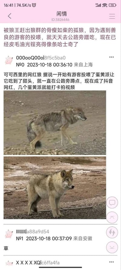 这是豆瓣闲情小组的帖子截图，帖子分享了可可西里一只孤狼的趣味变化：原本被狼王赶出狼群、骨瘦如柴的孤狼，在得到游客投喂后，天天在公路旁蹭吃，逐渐变得皮毛油光锃亮、体态圆润，模样酷似哈士奇，还因为能靠蛋黄派吸引游客打卡，成为了抖音网红。帖子附带两张上下对比图，上图是瘦骨嶙峋的狼在荒野行走，下图是体态丰腴的狼站在公路旁，评论区有网友用“草”表达对这一变化的惊讶。