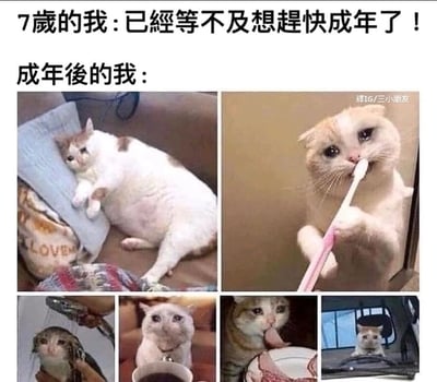 这是一张通过对比手法创作的搞笑表情包，上方配文“7岁的我：已经等不及想赶快成年了！”精准还原了孩童时期对成年生活的美好憧憬，认为成年意味着拥有更多自由与自主；下方的六张图片均为神态疲惫、充满“丧感”的猫咪，分别呈现出瘫躺休息、自行刷牙、被淋浴冲脸、盯着咖啡杯、舔净盘子、独自待在车内的状态，生动具象地展现出成年人被日常琐事、生活压力裹挟，身心俱疲的真实处境。图片通过孩童的天真期待与成年后的无奈疲惫形成强烈反差，用幽默诙谐的方式引发成年网友的情感共鸣，吐槽成年生活的不易与艰辛。