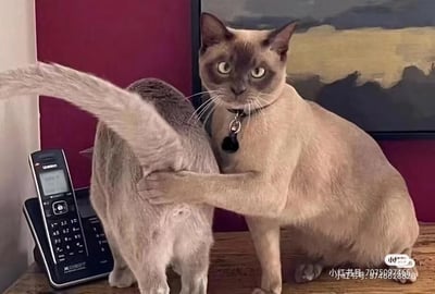这张图片展示了两只猫咪在木质桌面上的有趣互动：一只面部毛色较深的暹罗猫睁着圆溜溜的眼睛，表情看起来有些错愕，它的一只前爪正按在另一只背对镜头的猫咪的臀部位置；被按的猫咪背对镜头，尾巴翘起，似乎正准备移动。桌面左侧还摆放着一台黑色的Uniden牌无绳电话，背景是一面紫红色的墙壁，墙上挂着一幅带有黄黑配色的画作。整个画面充满了生活化的趣味，猫咪的动作和表情组合起来，仿佛像人一样在“阻拦”同伴，显得十分滑稽。