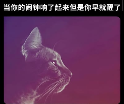图片上方有白色文字'当你的闹钟响了起来但是你早就醒了'，下方是一只猫的侧脸剪影，背景为渐变的紫色到粉色。猫咪眼神锐利，耳朵竖起，表情平静中带着一丝了然，仿佛精准捕捉到了人们早起后等待闹钟响起的微妙心态。