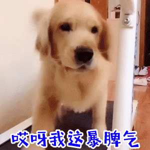 跑步机上的暴躁金毛：哎呀我这暴脾气