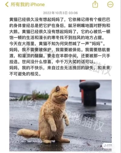 这是一张竖屏的小猫文学图文混排静态图，整体为类似手机备忘录的界面，顶部标题为“所有我的iPhone”，标注时间为2022年10月3日03:06，上方文字是典型小猫文学内容，以第一人称拟人化叙述流浪黄猫的心事：黄猫在大雨中想起曾经保护自己的妈妈，诉说了自己对生活的期许以及不快乐的来源，文字质朴又带着苦涩的情绪；文字下方配有实拍图片，一只橘黄色的猫半蹲站立在雨后潮湿的水泥地面上，神态落寞惆怅，图片带有小红书和作者“极端猫权”的半透明水印。