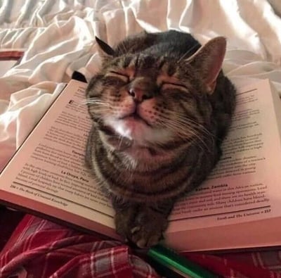 一只虎斑猫闭着眼睛，趴在一本打开的英文书上，身体蜷缩，嘴巴微张，胡须自然舒展，表情显得十分放松满足。背景是褶皱的白色床单，猫咪下方可见红色格子布料和一支绿色的笔，整体画面温馨治愈，像是猫咪“阅读”后进入了甜美的梦乡。