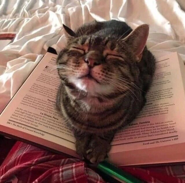 tabby cat