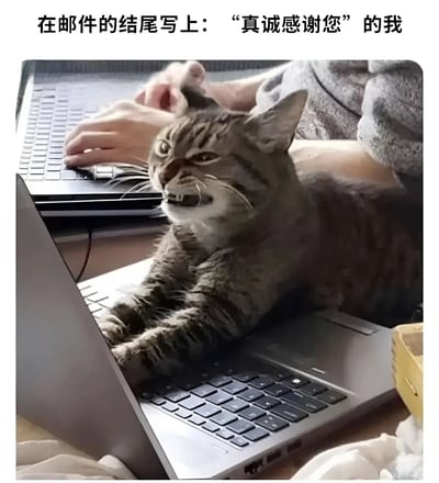 图片上方配有文字‘在邮件的结尾写上：“真诚感谢您”的我’，下方是一只虎斑猫趴在笔记本电脑键盘上的照片。猫咪表情愤怒，露出牙齿，背景中可见一个人正在另一台笔记本电脑上打字。图片通过文字与猫咪愤怒表情的反差，幽默地表现了人们在写邮件时表面礼貌与内心真实情绪的不一致。