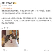 惊讶猫