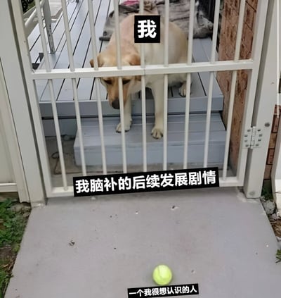 一只金毛犬被白色金属栅栏挡住，前爪搭在台阶上，低头注视着栅栏外地面上的黄色网球。图片通过文字叠加形成幽默场景：狗的头顶标注“我”，下方文字“我脑补的后续发展剧情”，网球旁标注“一个我很想认识的人”，用宠物视角比喻渴望认识某人却被阻碍的无奈又搞笑的心情。