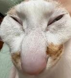 这是一张猫咪的脸部特写照片，猫咪的毛色以白色为主，鼻子和嘴巴周围分布着浅棕色的斑块。它的眼睛紧闭，嘴角微微上扬，看起来像是在开心地微笑或者做着可爱的鬼脸，整体表情十分治愈和讨人喜欢。画面聚焦于猫咪的面部，背景模糊，突出了猫咪的可爱神态。