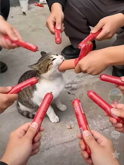 整张图片为实拍场景，一只白棕狸花相间的猫咪蹲坐在水泥地面上，共有八只手从不同方向举着未剥皮的红色火腿肠将猫咪环绕在中心，其中一只手拿着已经剥去部分外皮的火腿肠递到猫咪嘴边，猫咪正仰着头张嘴咬住火腿肠，眼睛眯起，神态看起来既满足又有些应接不暇，画面充满诙谐的趣味性。