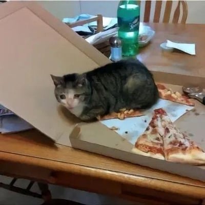 一只虎斑猫舒适地坐在打开的披萨盒中，盒子里还有几片剩余的披萨。猫咪表情平静，似乎把披萨盒当成了自己的专属座位。桌子上还有绿色饮料瓶、胡椒瓶和一些纸张等物品，营造出温馨的居家氛围。