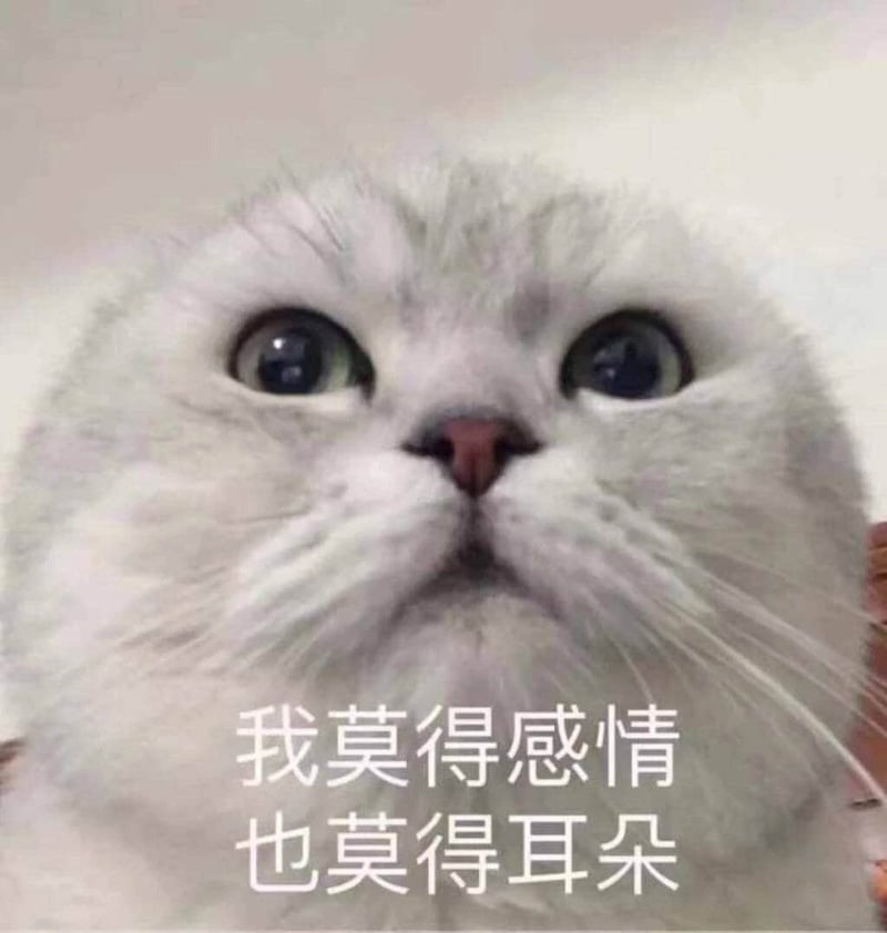 我莫得感情也莫得耳朵的白猫