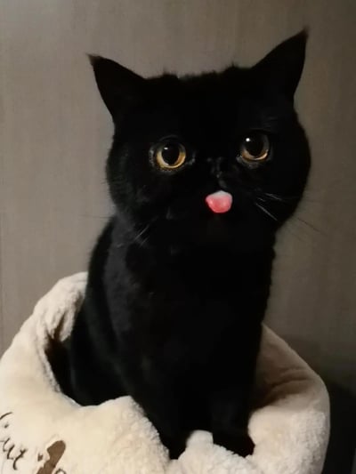 这是一张黑猫的照片，猫咪正直勾勾地看着镜头，满脸呆萌，把粉嫩的小舌头吐出来，表情十分可爱逗趣，让人忍俊不禁，特别有治愈感。这样的场景很容易被用来表达“卖萌”、“无辜”或“装傻”的情绪。
目前未发现有明显的双关或谐音梗，也没有明显的暗示内容。